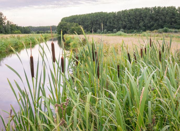 Reed plants by a river